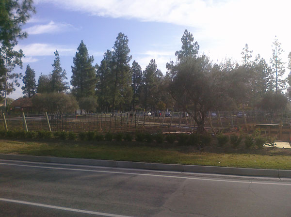 Westlake Inn Vineyard!