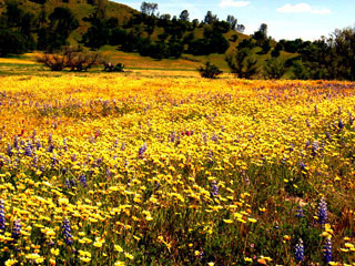 Wildflower Century: wildflowers!