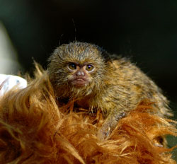 ZooBorn: Mogo's Marmoset