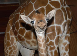 ZooBorn: baby giraffe