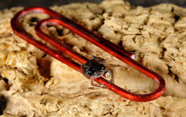 ZooBorn: teeny tiny spray toad