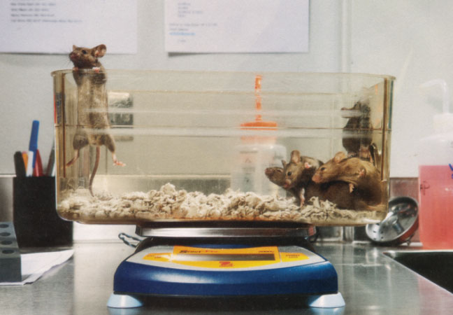 anti-aging middle-aged mice