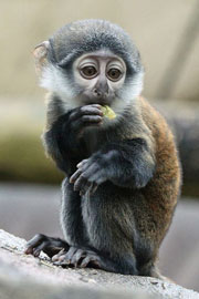 ZooBorn: a baby L'Hoest's monkey