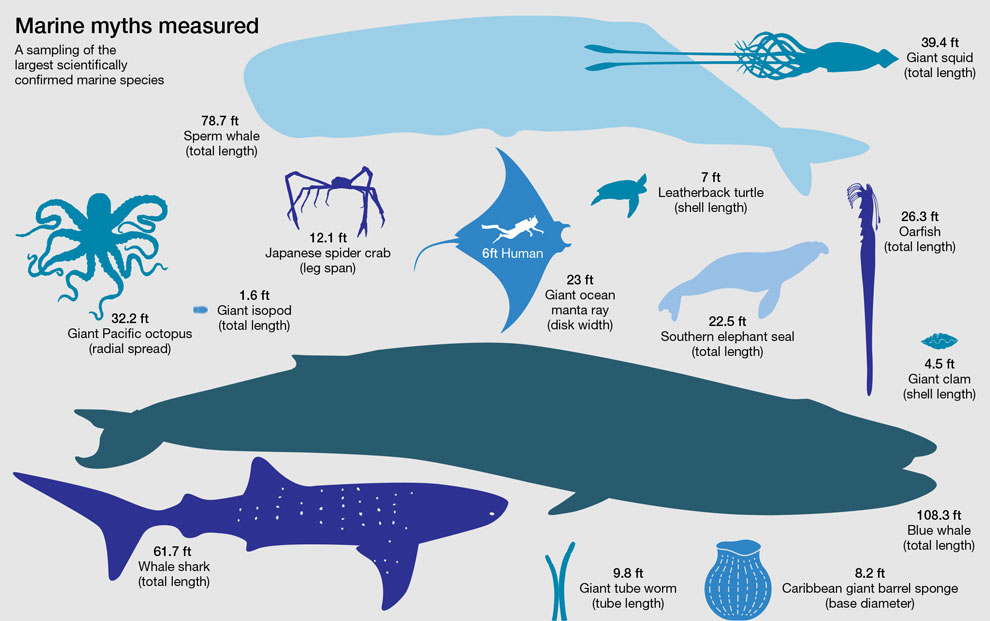 Critical Section - the biggest ocean animals