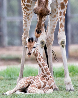 Zooborn: baby giraffe arrives with the new year