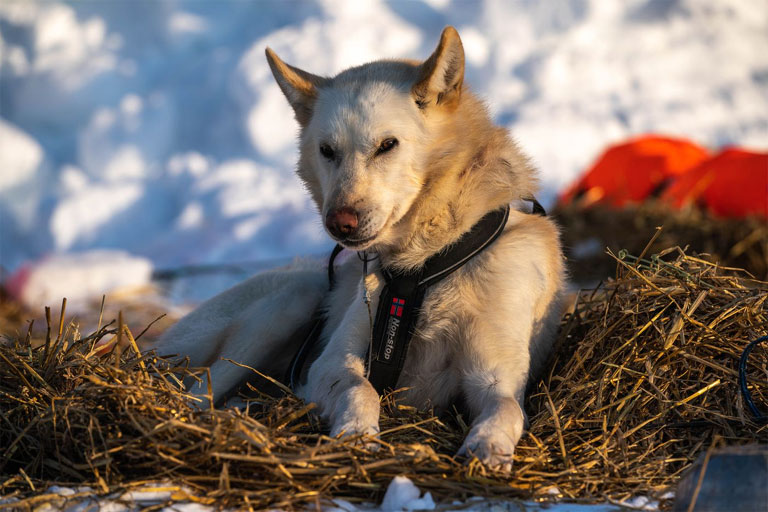 Kristovan, Aaron Burmeister's lead dog