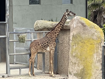 giraffe!
