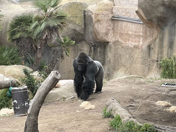 gorilla!