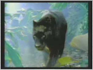 Mac OSX 10.4 aka "Panther"