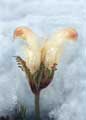 arctic flower